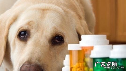 老年期的狗狗要怎么照顾?