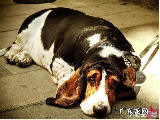 老年期的狗狗要怎么照顾?