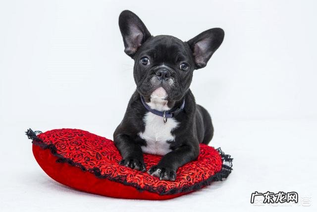 老年期的狗狗要怎么照顾?