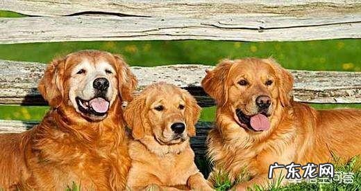 老年期的狗狗要怎么照顾?