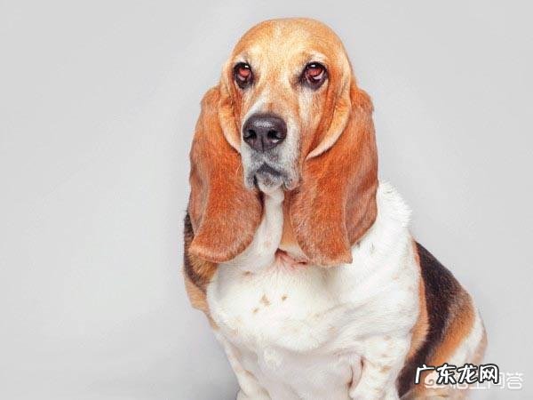 老年期的狗狗要怎么照顾?