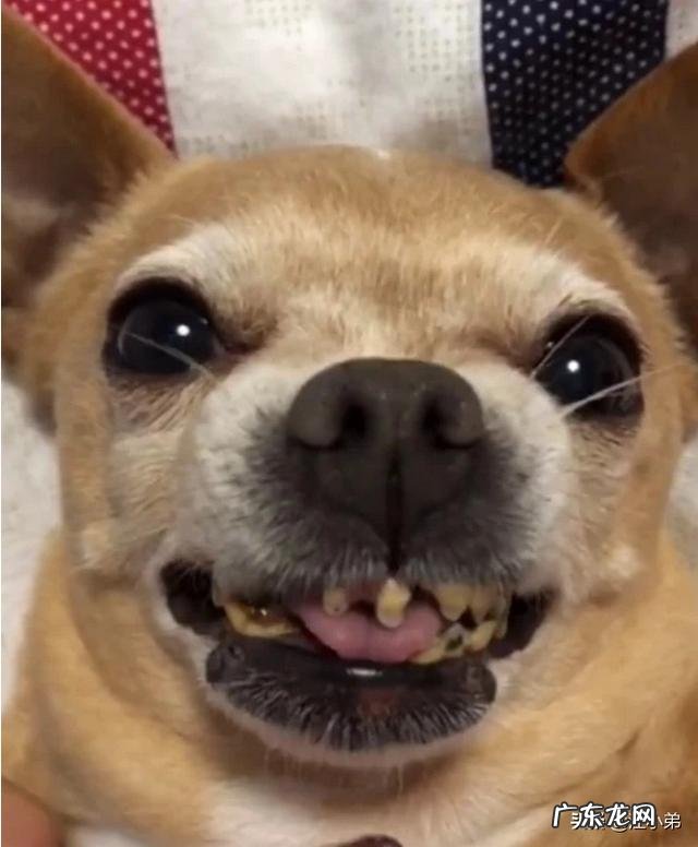 老年期的狗狗要怎么照顾?