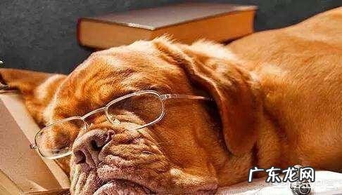 老年期的狗狗要怎么照顾?