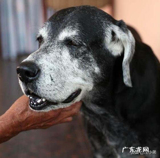 老年期的狗狗要怎么照顾?