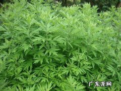 艾草根的功效与作用