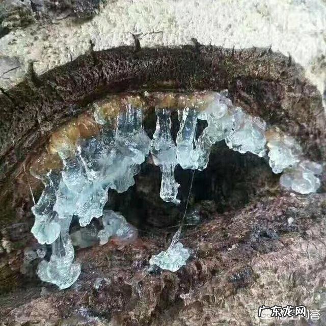 有谁知道雪燕是什么的吗?