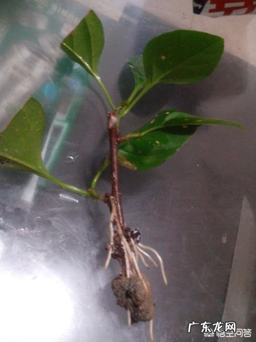 三角梅能插扦吗?