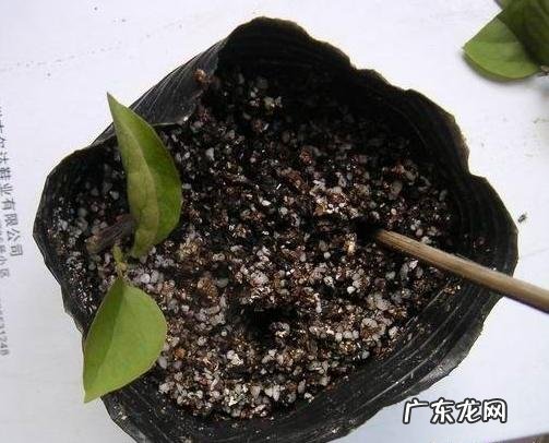 三角梅能插扦吗？