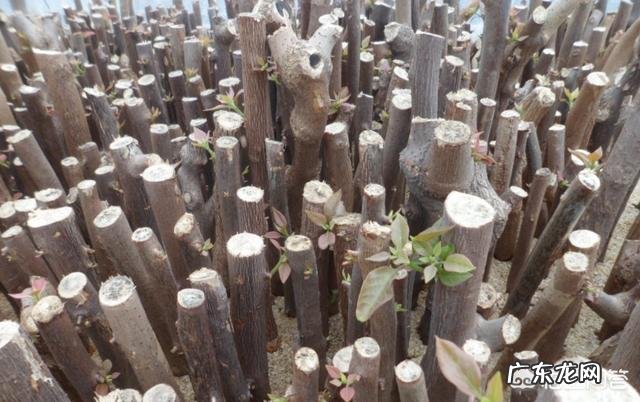 三角梅能插扦吗?