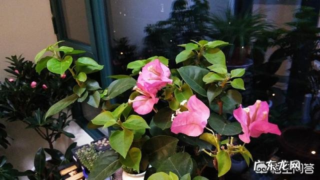 三角梅能插扦吗?