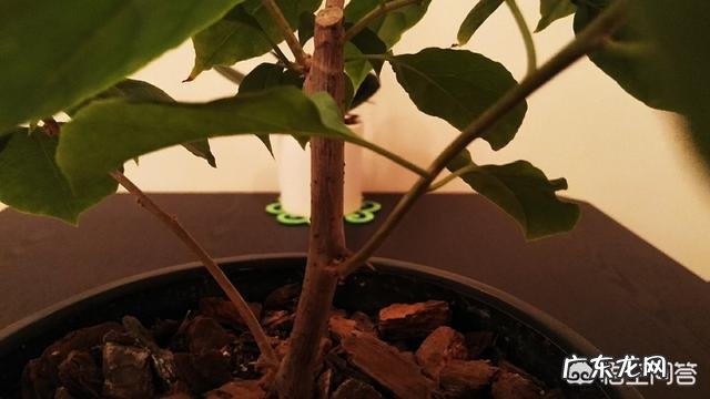 三角梅能插扦吗?