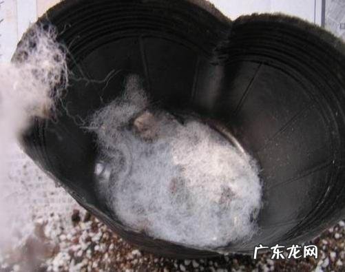 三角梅能插扦吗？