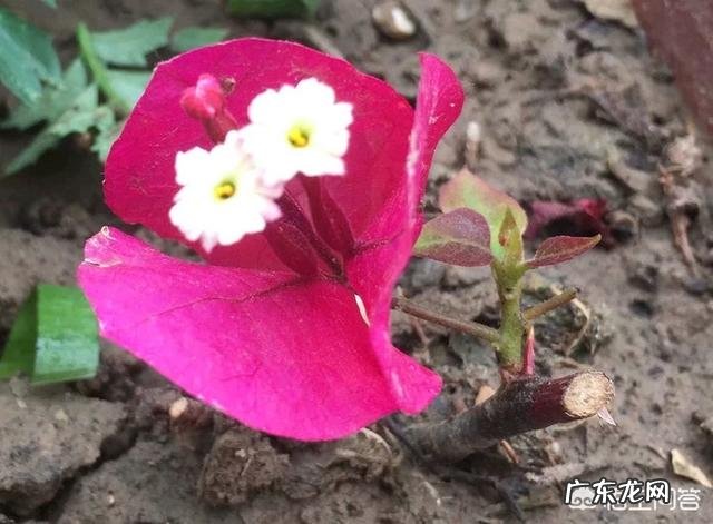 三角梅能插扦吗?