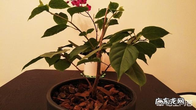 三角梅能插扦吗?