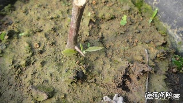 三角梅能插扦吗?