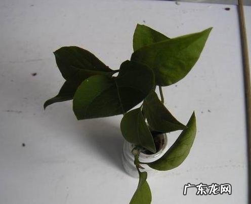 三角梅能插扦吗？