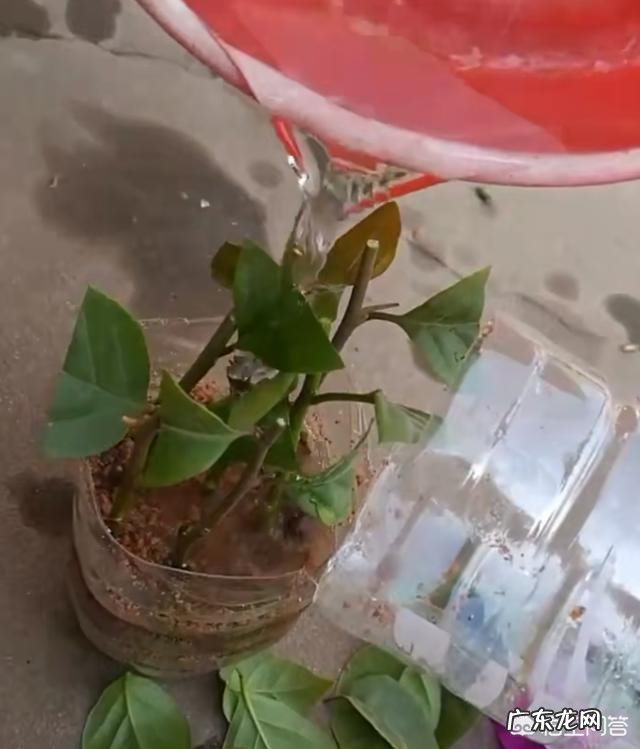 三角梅能插扦吗？