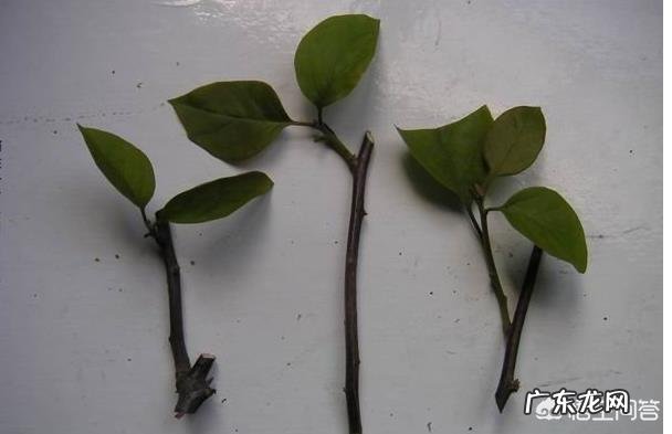 三角梅能插扦吗?