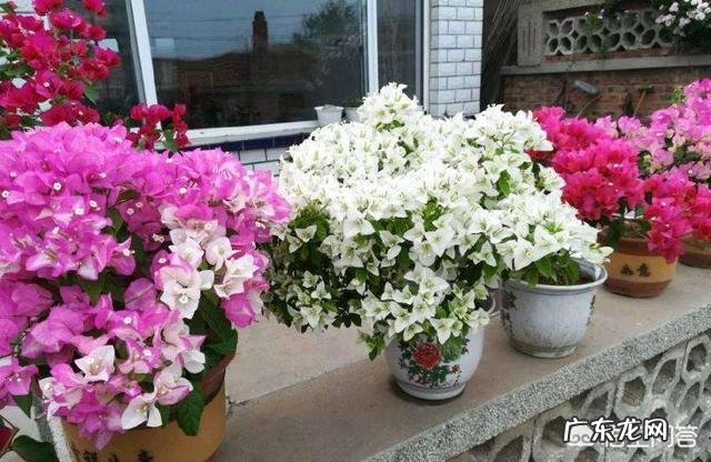 三角梅能插扦吗？