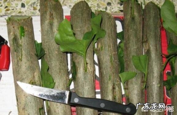 三角梅能插扦吗?