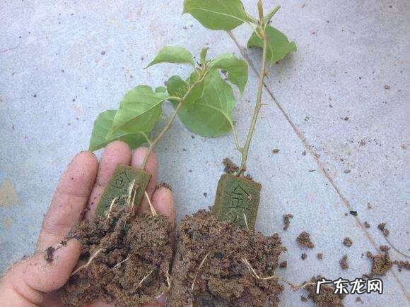 三角梅能插扦吗？