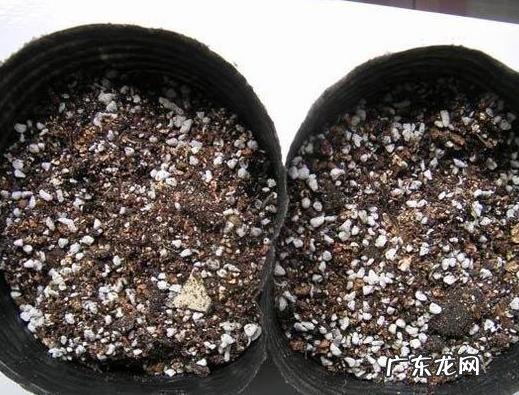 三角梅能插扦吗？