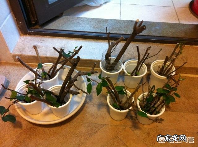 三角梅能插扦吗?