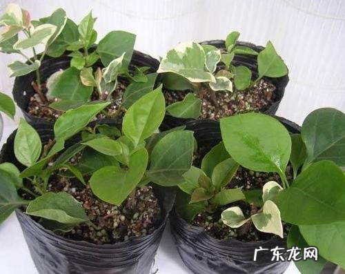 三角梅能插扦吗？