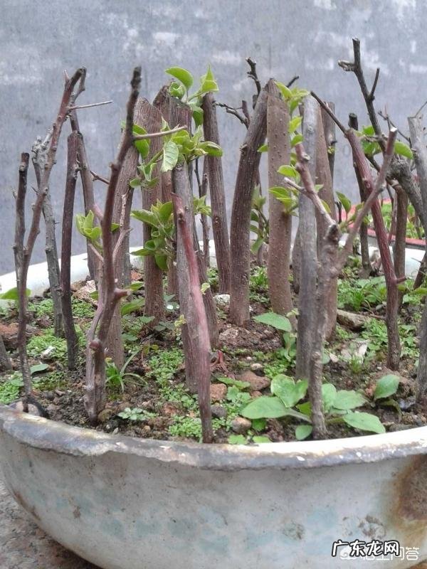 三角梅能插扦吗?