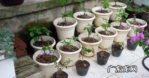 三角梅能插扦吗？