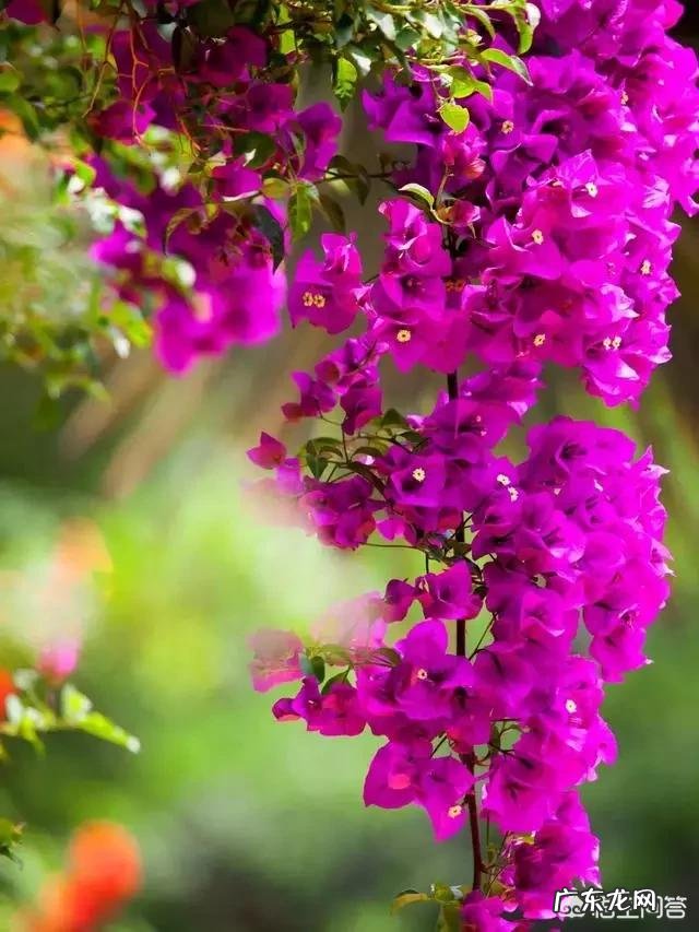 三角梅能插扦吗？