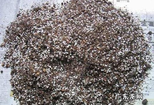 三角梅能插扦吗？