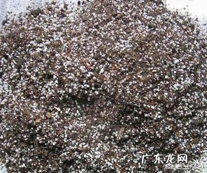 三角梅能插扦吗?