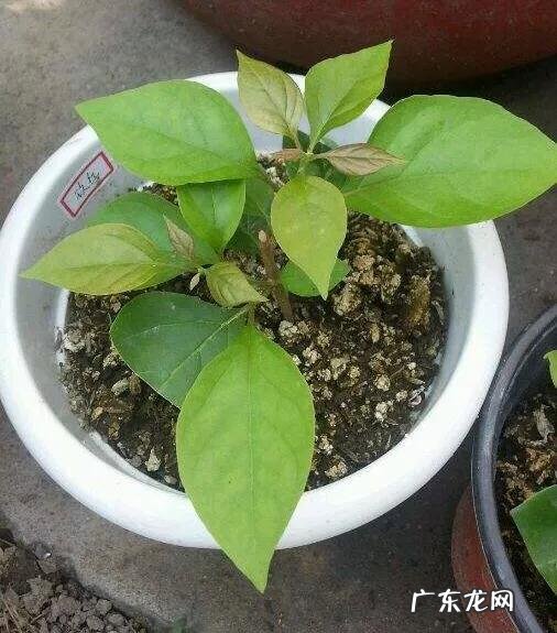 三角梅能插扦吗？