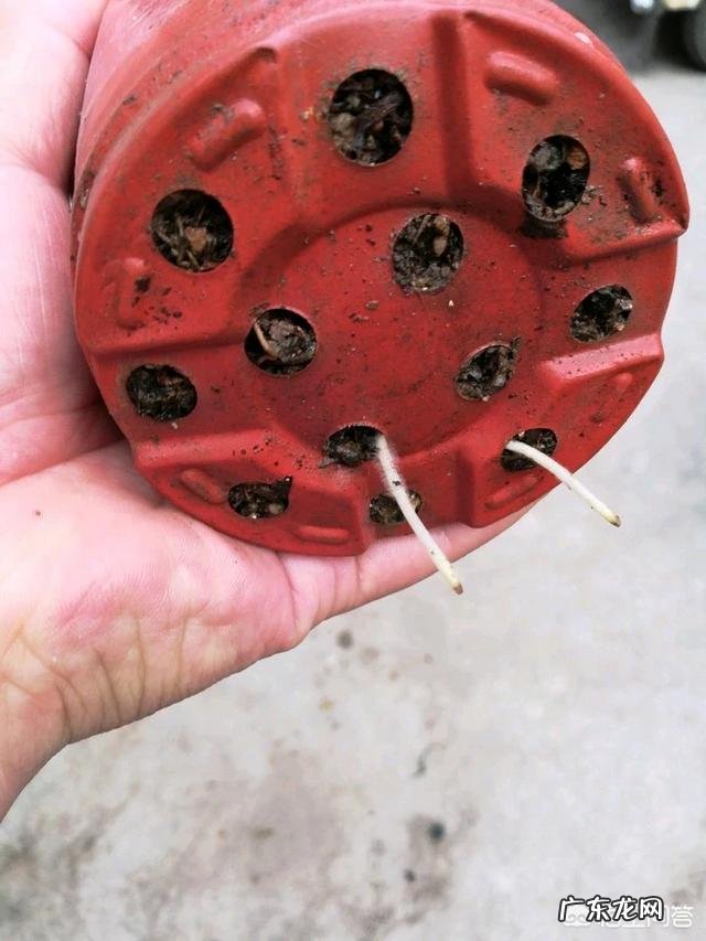 三角梅能插扦吗?