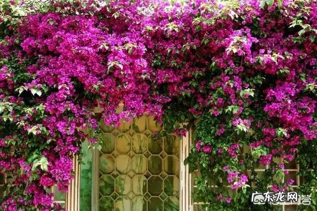 三角梅能插扦吗？