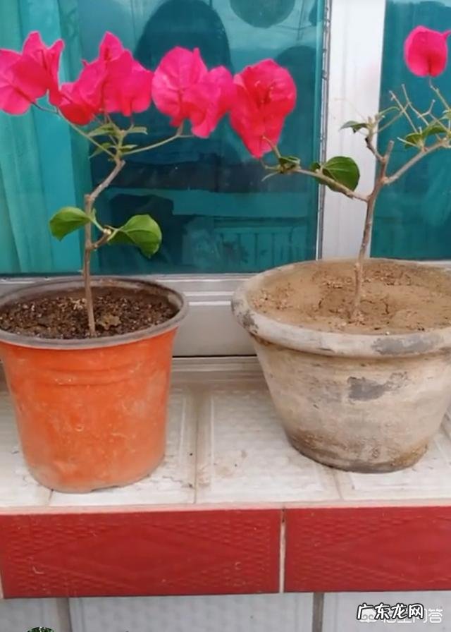 三角梅能插扦吗？