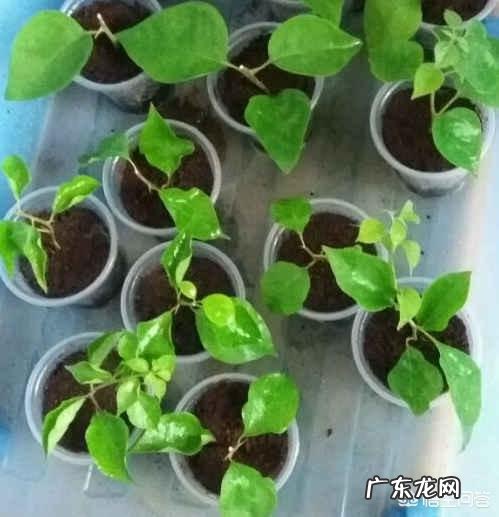 三角梅能插扦吗？