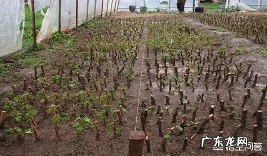 三角梅能插扦吗？