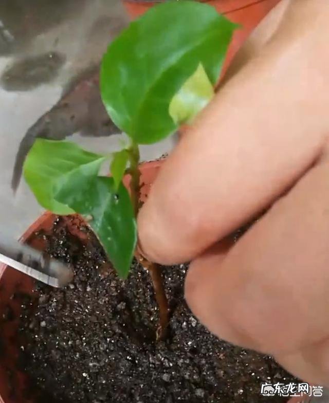 三角梅能插扦吗？