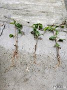 三角梅能插扦吗？