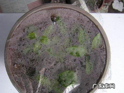 三角梅能插扦吗？