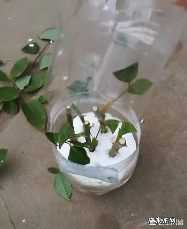 三角梅能插扦吗？