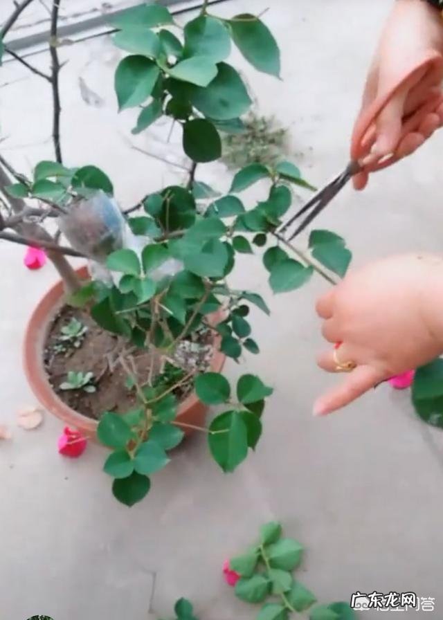 三角梅能插扦吗？