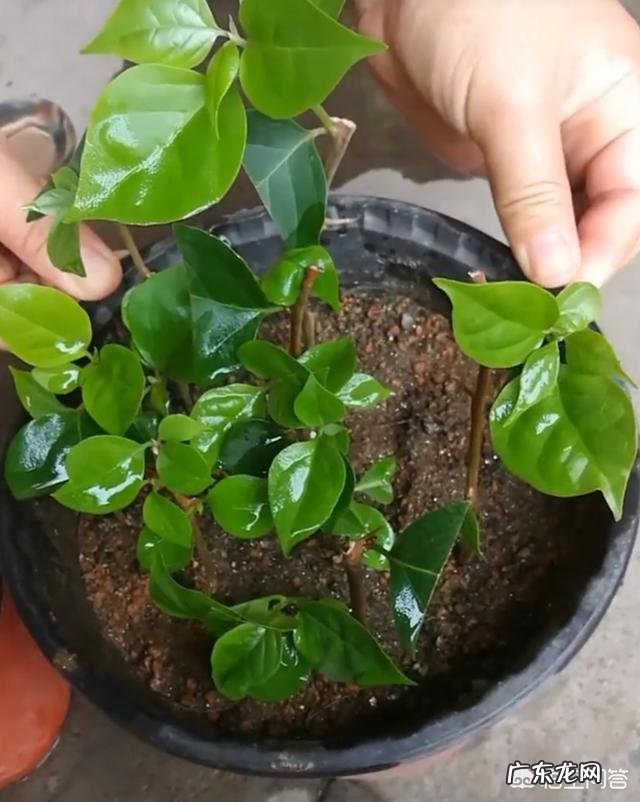 三角梅能插扦吗？