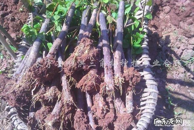 三角梅能插扦吗?