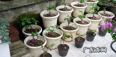 三角梅能插扦吗?