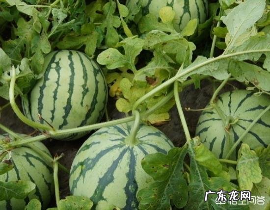 西瓜的叶子发黄,施什么肥比较好?