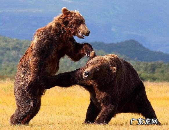 为什么大家都把韩国人叫棒子?