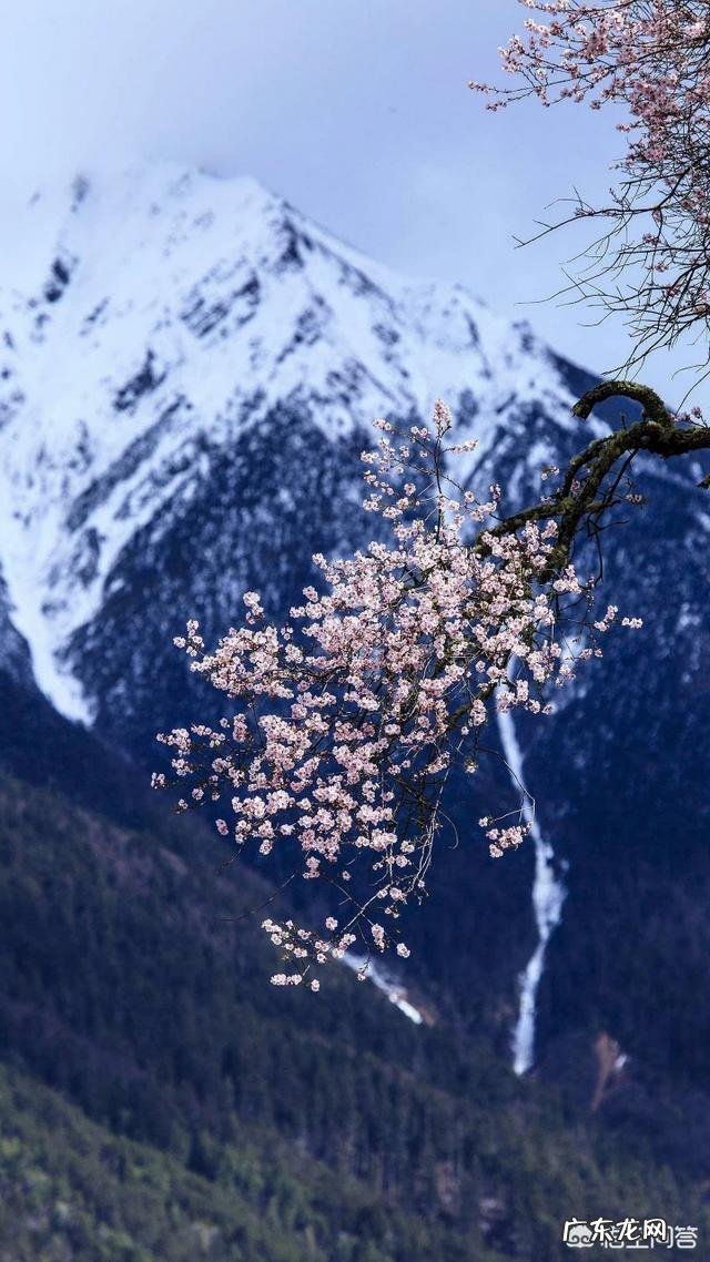 美国在什么情况下可以废除总统？